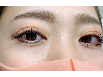 ルピナス(Lupinus)/セーブル180本下30本