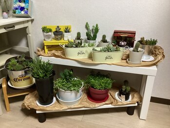 ブレッシングス(BLESSINGS)/多肉祭！