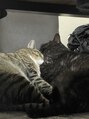 ビューティーサロン ココ 津島店(COCO) 猫ちゃん2匹飼ってます!