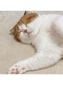 ピピラッシュ(pipi lash)&nbsp;ねこちゃん飼ってます