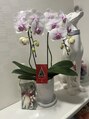 ロベリア(LOBELIA)&nbsp;お客様からのプレゼント　(*´-`)/
