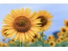 8月の花言葉《光輝》施術後のお肌が明るく輝く/ご来店の皆様にプレゼント♪