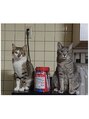 ナオル整体 浦添院(NAORU整体) 猫が好きで、2匹飼っています。名前は銀ちゃんとみーみーです。