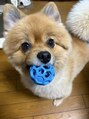 ライトウェーブ 松本村井本店 愛犬ポメラニアンのベア♪イタズラ好きなやんちゃBOY!!癒やし◎