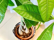 オラフ 高坂西口整体院(olaf)/観葉植物