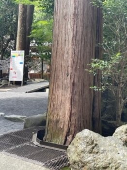 チェッコリ(CHECCOLY)/椿さんでキレイな蝶々♪