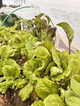 オポノポノ(hoponopono)/サラダ菜葉