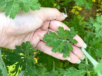 マリンスック(Marine SSOOK)の写真/【獅子足よもぎ蒸し45分¥4500～】カラダを芯からじっくり温め発汗効果◎身体を温めると良いこといっぱい！