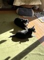 ロレインブロウ 柏東口駅前店 我が家の愛犬たちです！