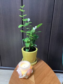 ブレッシングス(BLESSINGS)/ジャスミンの花