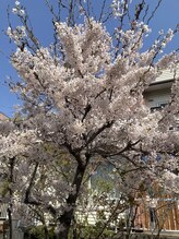 ソワンド ルバンシュ/我が家の千島桜☆