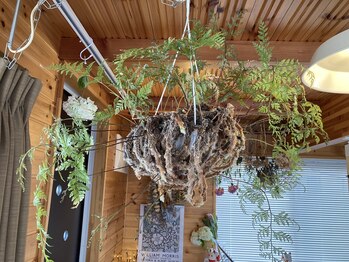 わたなべ整体院/院内の植物8
