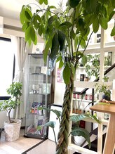 アイバランス(i-BALANCE)/店内植物5