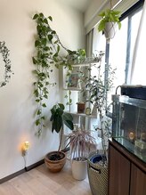 アイバランス(i-BALANCE)/店内植物6
