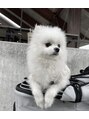 ジェイ(J)&nbsp;愛犬ポメラニアンのポン太です♪