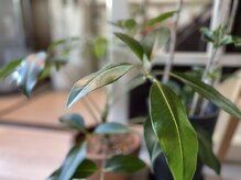 アイバランス(i-BALANCE)/店内植物7
