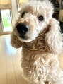 マイショウ 加須店(MY SHOW)&nbsp;我が家の愛犬りむ君（ミディアムプードル）