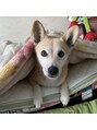 シュエット(Chouette)&nbsp;家族全員柴犬過激派!愛犬の風子ちゃん!つぶらな瞳がたまらん☆