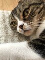 アロマヒーリング 下北沢店&nbsp;我が家のにゃんこ～癒しです(*^^*)