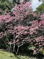 ザ グリーンスパ(THE GREEN SPA) 八重岳の桜