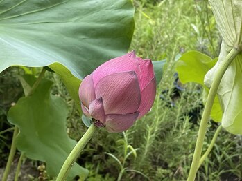 蓮の家/都会の喧騒を離れる