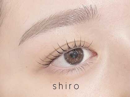 シロ(shiro)の写真