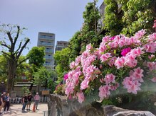 爪切り屋 足楽/季節の花々（天満宮　つつじ）