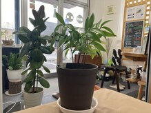 観葉植物で空間浄化