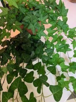 よもぎ蒸しアンドボディケア 珪華/店内の観葉植物