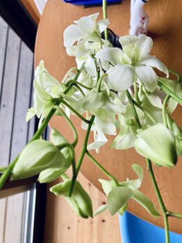 わたなべ整体院/