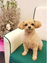 ジャスミン(Jasmine)&nbsp;ジャスミン 