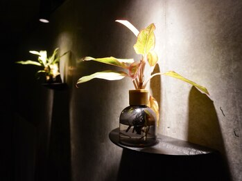 ヒミツ 銀座本店(HIMITSU)/観葉植物に囲まれた癒しの空間