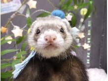セレノフィル 田町三田(Selenophile)/フェレットのうどんさん