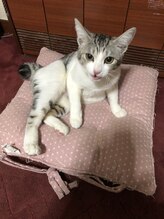 ソワンド ルバンシュ/友人の猫☆みーたん。