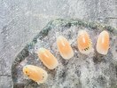 定額Bサンプル