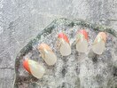 定額Bサンプル