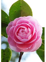 カメリア(CAMELLIA)&nbsp;CAMELLIA KIMURA