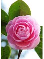 カメリア(CAMELLIA) CAMELLIA KIMURA