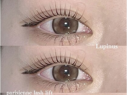 ルピナス(Lupinus)の写真