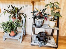 末長整骨院 -宗像トレーナーズルーム-の雰囲気（観葉植物を育てるのが趣味なので、院内にもたくさんの植物）