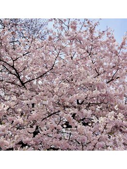 ビオールサロン 池袋東口(美allサロン)/池袋まつげパーマ31日空きありた