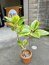 加納指圧治療院/