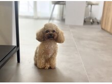 ミラ(milla.)の雰囲気（顧客様からも愛されてる人気者犬☆基本寝てます…）