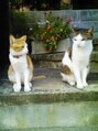 コチャメ ネイル アトリエ(Cochame nail atelier)&nbsp;実家の猫たち。天国にいくまで、家族を長年癒してくれました。