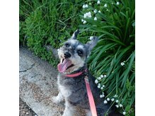 さかい整体院の雰囲気（看板犬。看板猫もいます。）