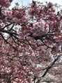 ポーラ ザ ビューティ 小倉清水店(POLA THE BEAUTY) 熱海行ってきました。あたみ桜は今が満開です