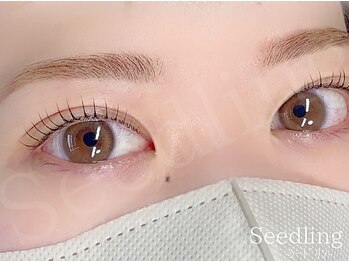 シードリン(Seedling)/眉毛ワックス×まつげパーマ