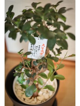 福岡いちふつうの整体院/施術室の観葉植物