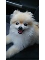 マドカ(MADOKA) 実家にいるアイドル犬!15歳です。