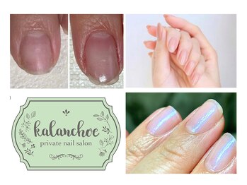 カランコエ(Kalanchoe)